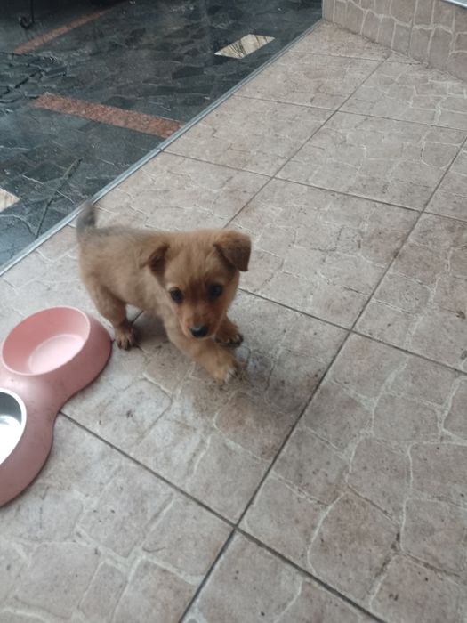 Собачка девочка три мисяци одна у мами