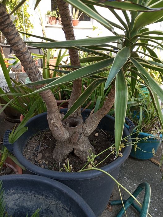 Vendo videira matizada excelente para jardim