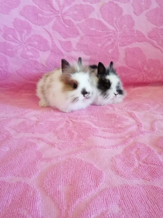 Króliczki karzełki Teddy, Lewki, gładkie