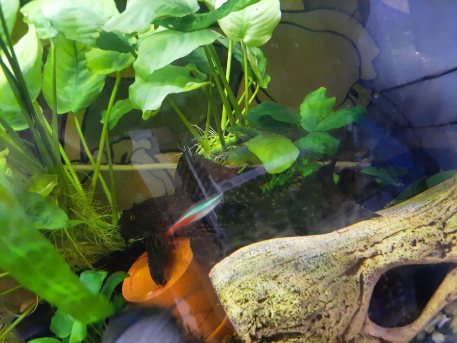 2 kiryśniki i glonojad +gratis!!!