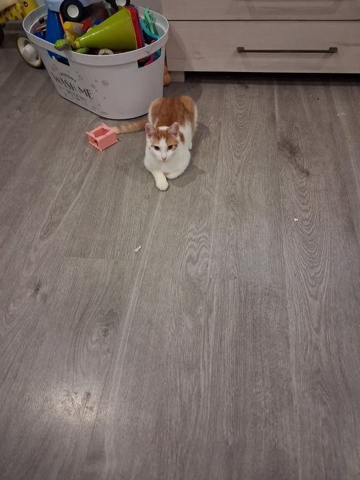 Oddam kotka za darmo w dobre ręce