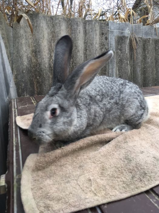 Кролиця, кролі кітна