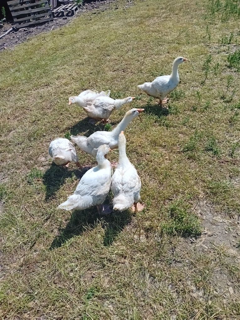Gęsi młode białe