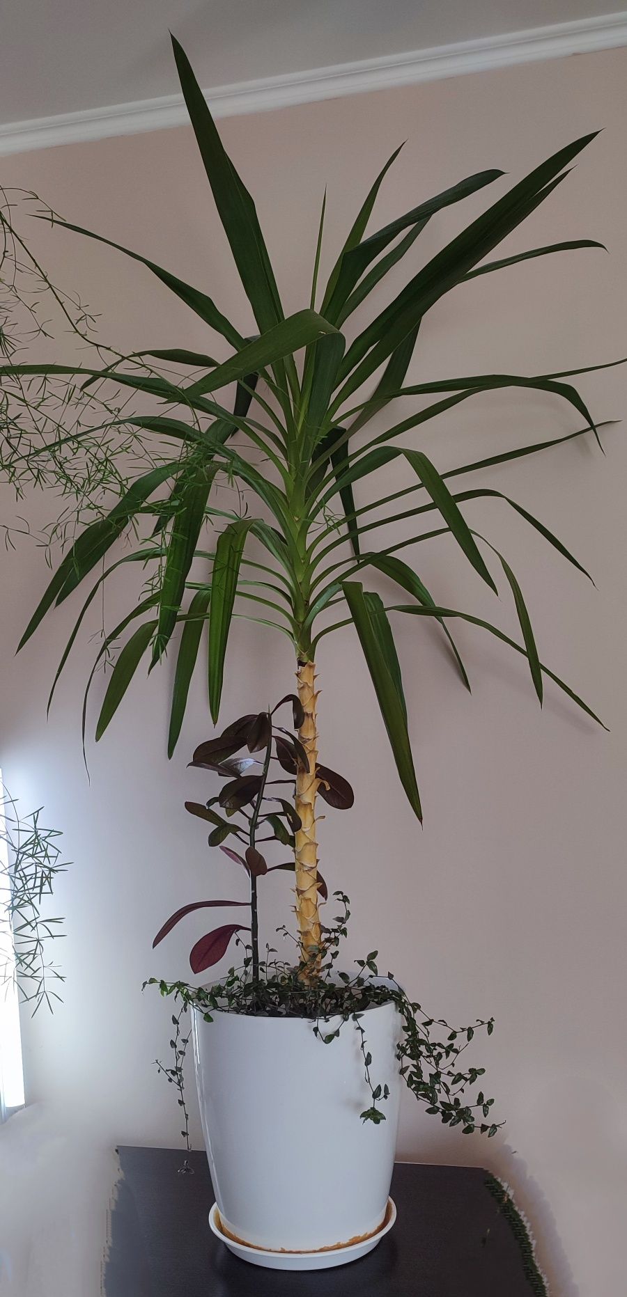 Великі рослини в офіс