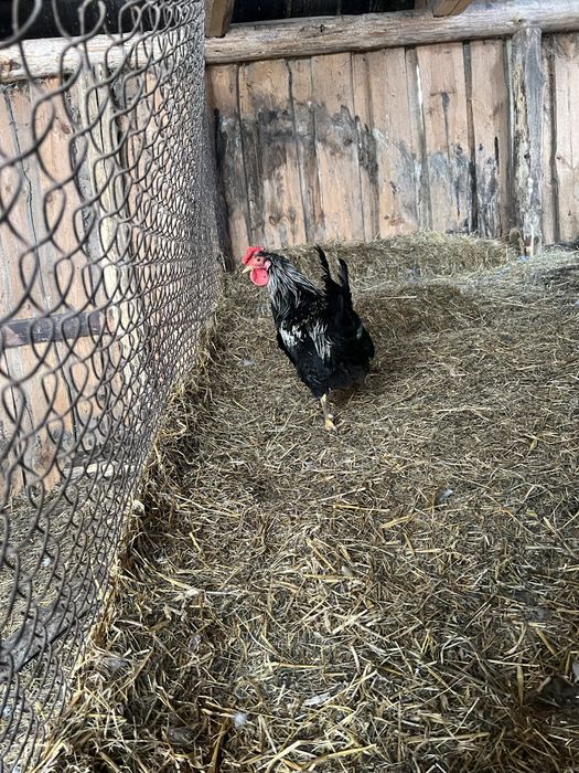 Півні ,курки молоді