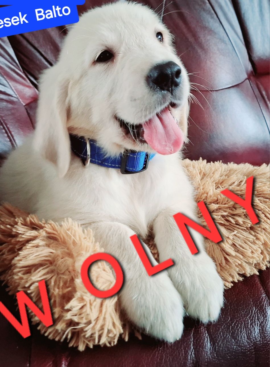 Piesek Balto Golden Retriever di odbioru RODZICE W HODOWLI