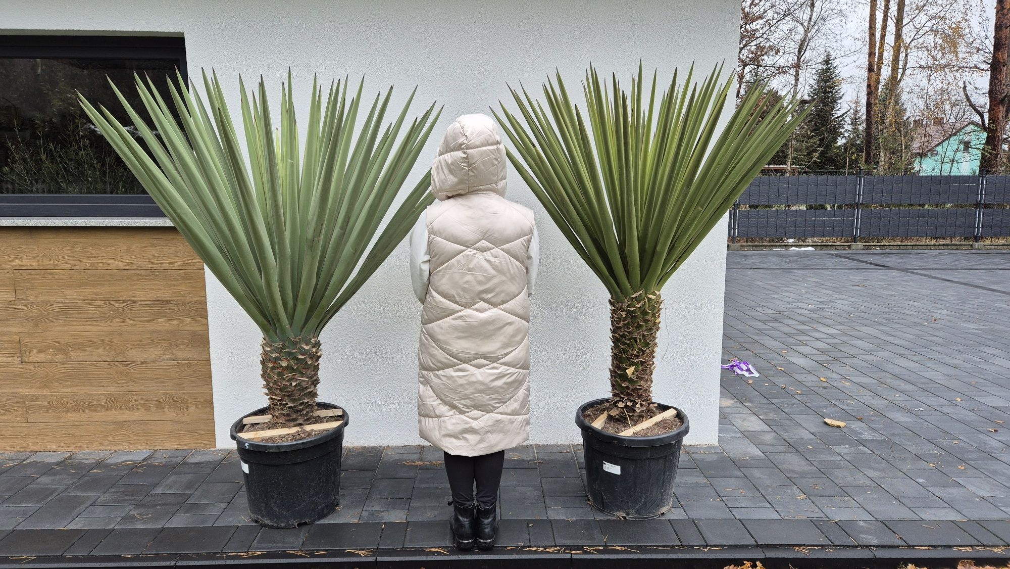 Yucca treculeana - faxoniana , Yucca rostrata. Yucca filifera. Palma