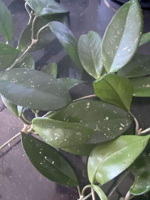 Sadzonki hoja hoya carnosa ukorzenione 9 szt. woskowiec woskownica