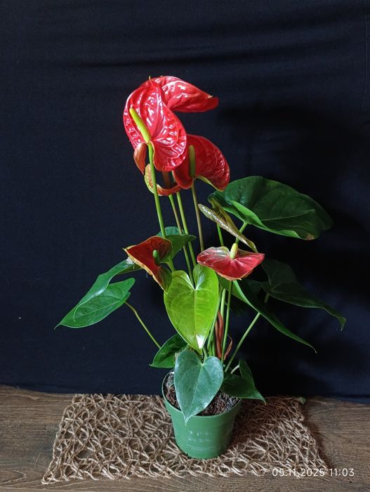 Антуріум,,Madural,,