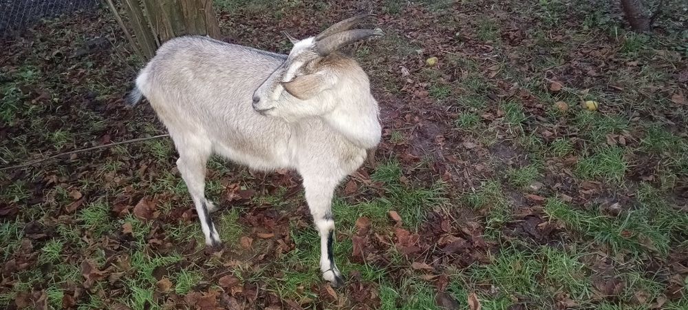 Koza ładna sprzedam