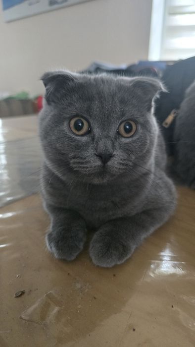 Kot brytyjski zwisłouchy