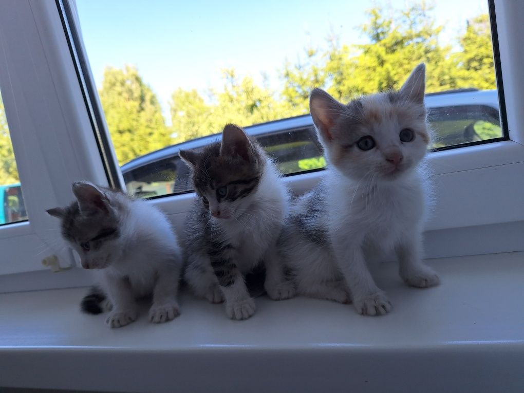 Do oddania 4 śliczne kotki gotowe do adopcji