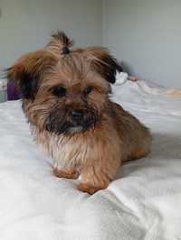 Yorkshire terrier piesek