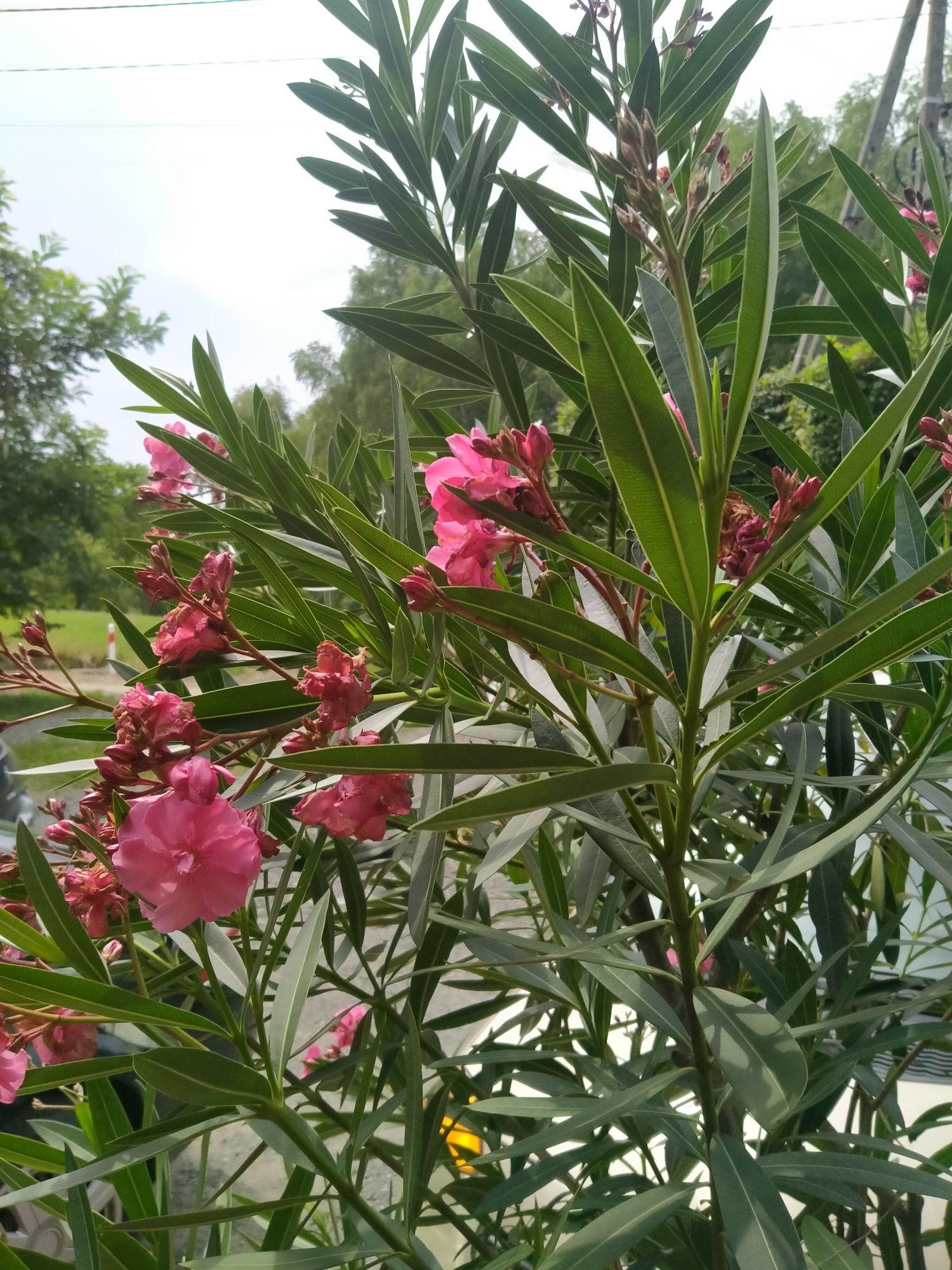 Oleander różowy. Biały Duży.