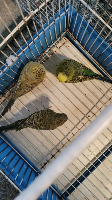 Periquitos  bleck feice