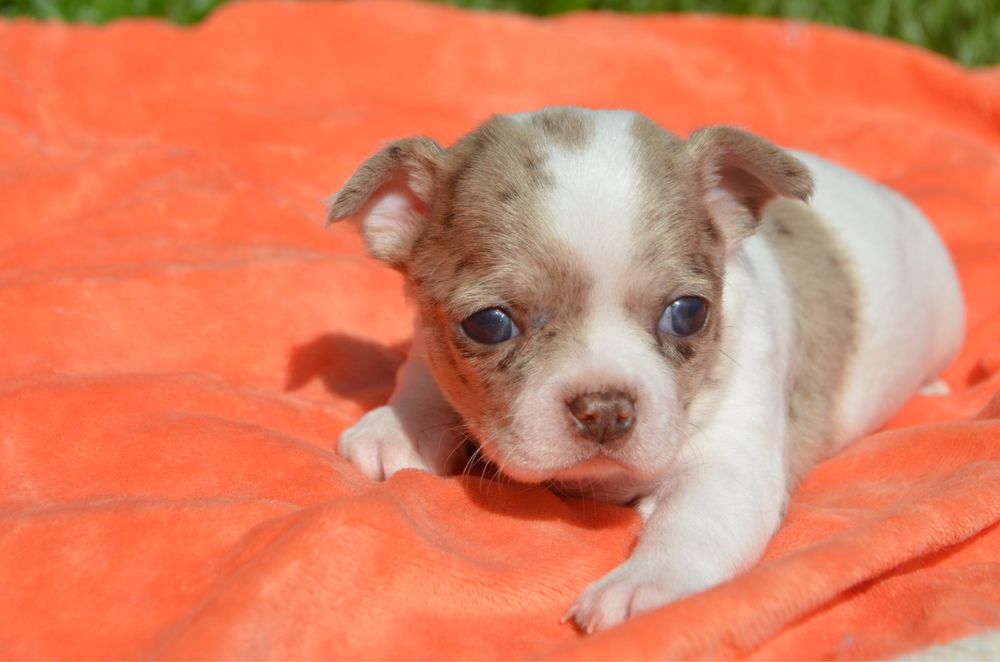 Chihuahua pelo curto merle macho