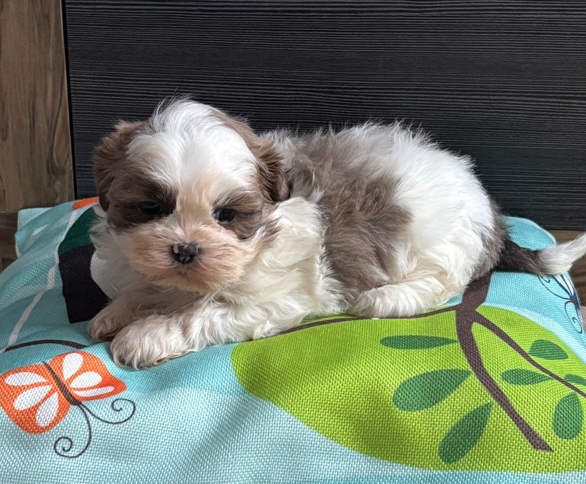 Shih Tzu piesek mała przytulanka