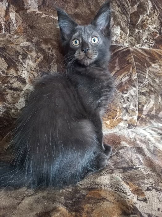 Czarny kocurek Maine Coon