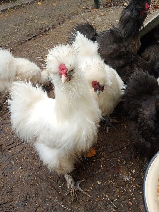 Siłka jedwabista koguty