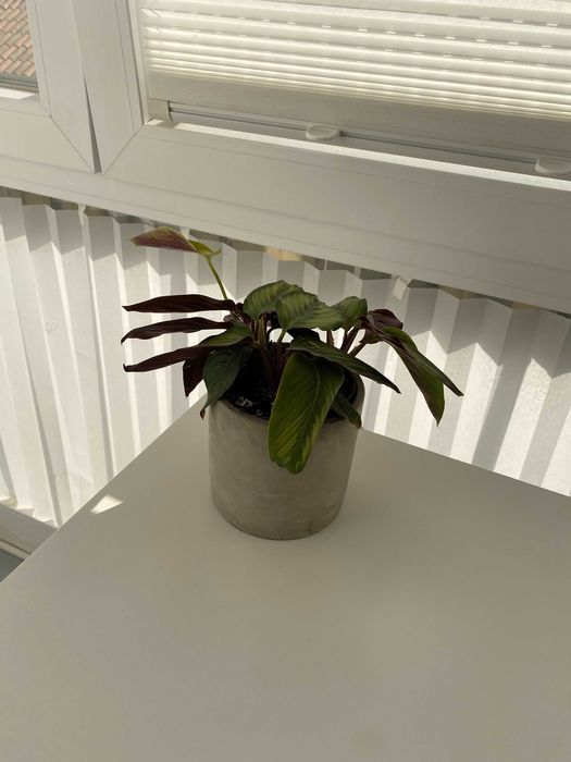 Secretária Ikea LAGKAPTEN com planta e cesto para cabos branco 140x60