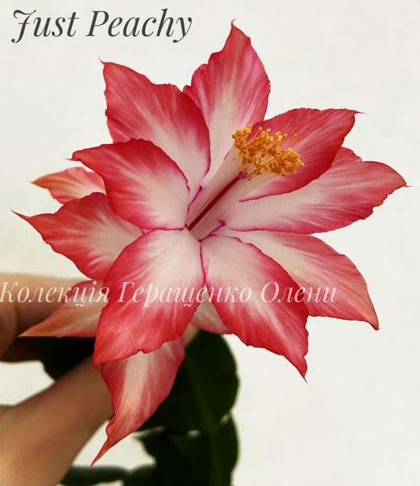 Шлюмбергера Just Peachy