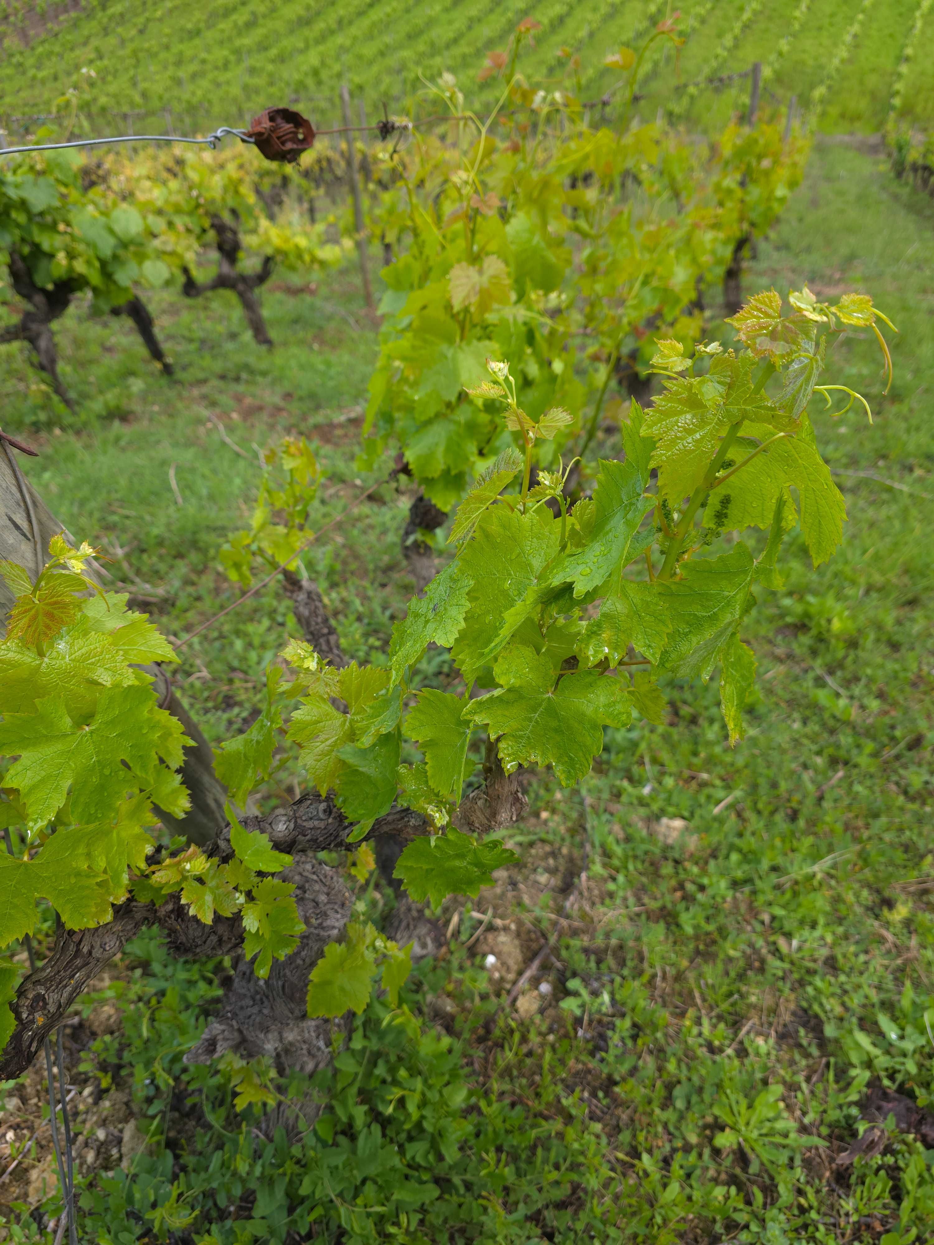 Vinha – Produção Ativa em Torres Novas (Ribatejo)