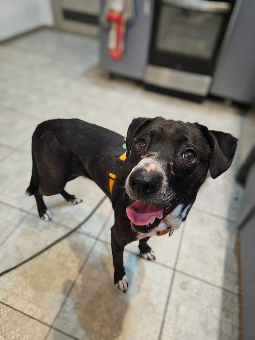 Merry szuka domu jako jedynaczka