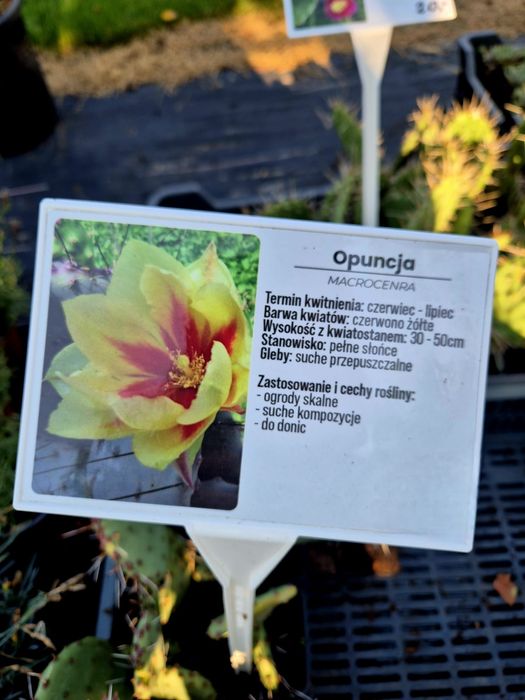 Opuncja kaktus doniczka