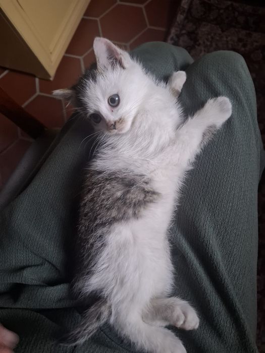 Oddam kotka za darmo