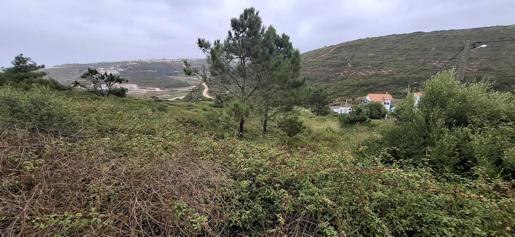 limpeza de terrenos