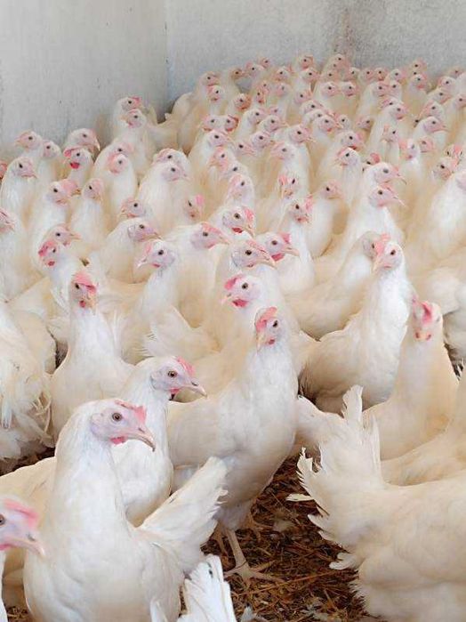 Kury LEGHORN, Nioski Młode