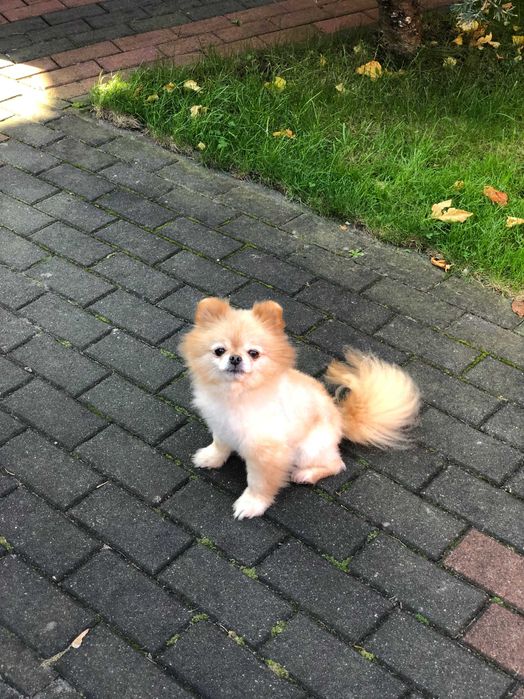 Szpic miniaturowy  pomeranian dorosla sunia