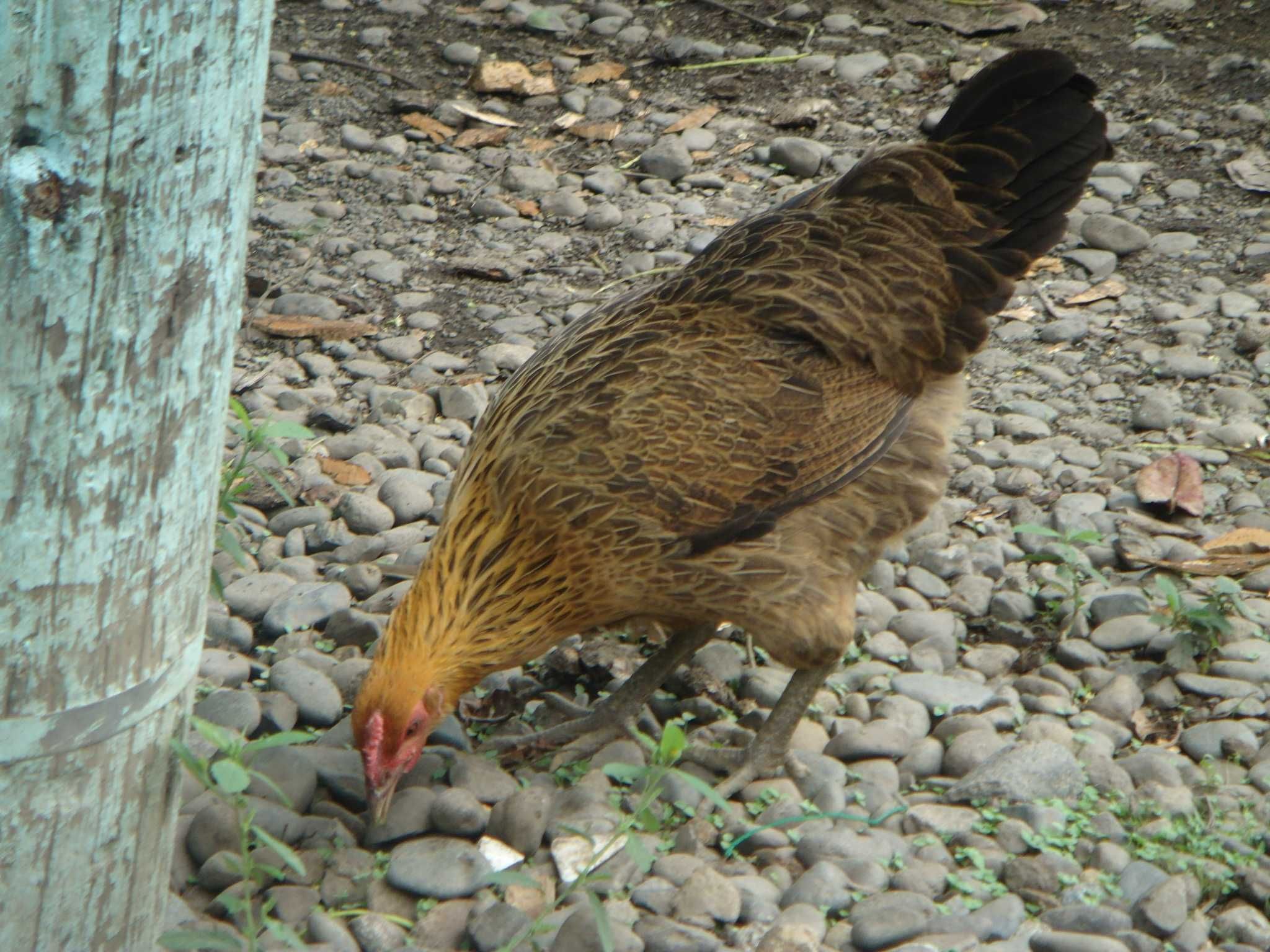 agapornis rosicollis prontos acriar