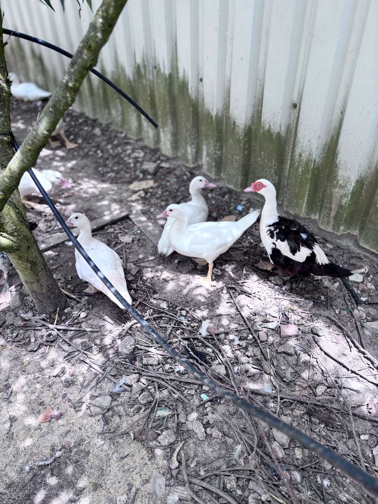 Patos  e patinhos