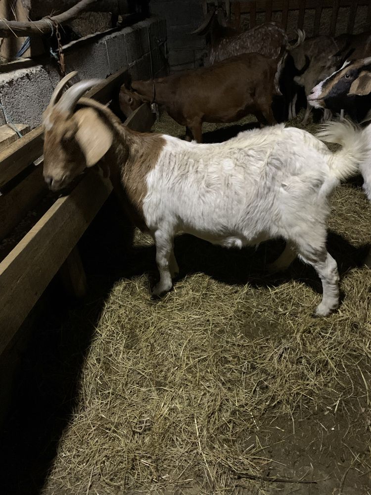 Vendo cabra boer