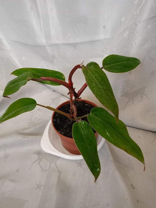 Філодендрон Ред Емеральд.