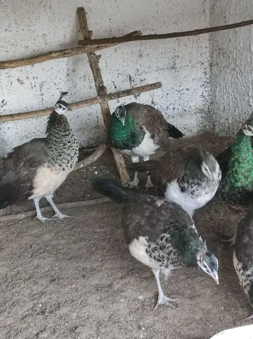 Sprzedam pawie niebieski