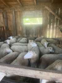 Owce Olkuskie Zachowawcze