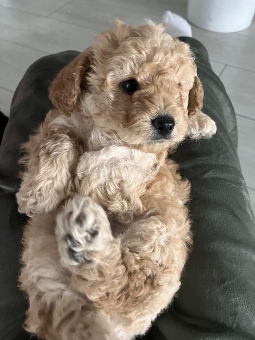 Maltipoo f1b poesek mocny skręt krótkie nóżki