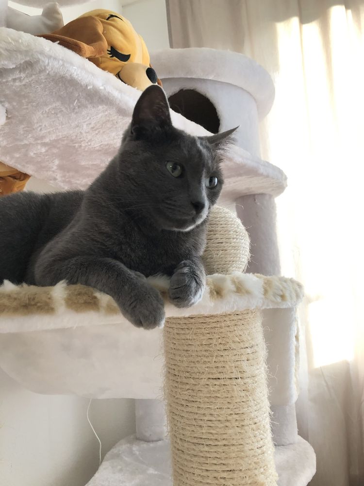 Pet Sitting - Pet Feliz > Coimbra & Figueira da Foz