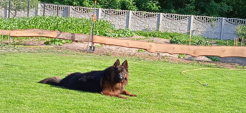 Owczarek niemiecki pies