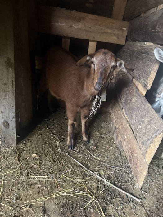 Продам чотири кози