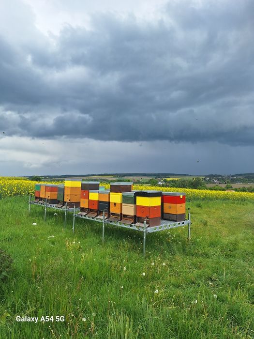 miód prosto z pasieki