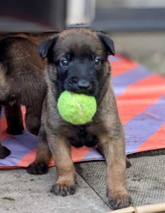 Щенята бельгійської вівчарки Малінуа! Вірний друг і захисник