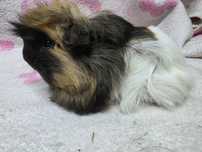 Swinka  angora samiec