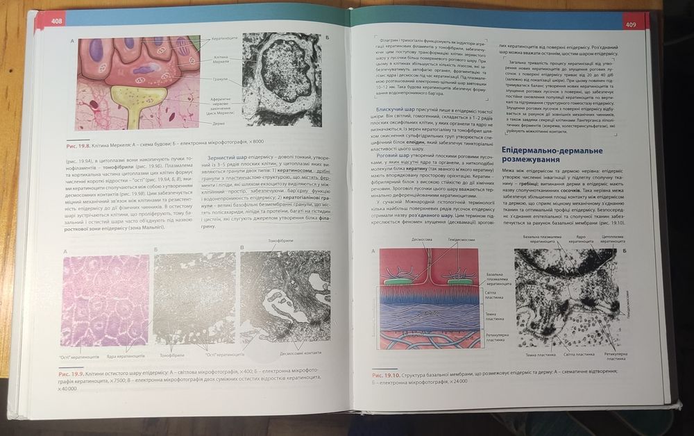 Гістологія Луцик