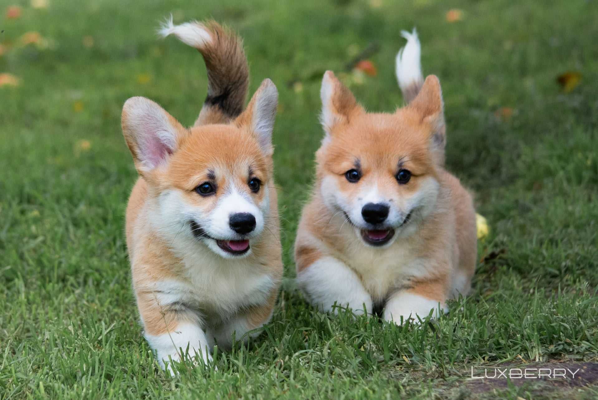 Welsh Corgi Pembroke, sam zobacz wyjątkowe zdjęcia.