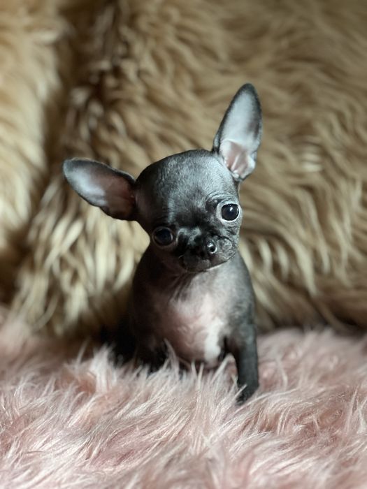 Chihuahua śliczny mini piesek
