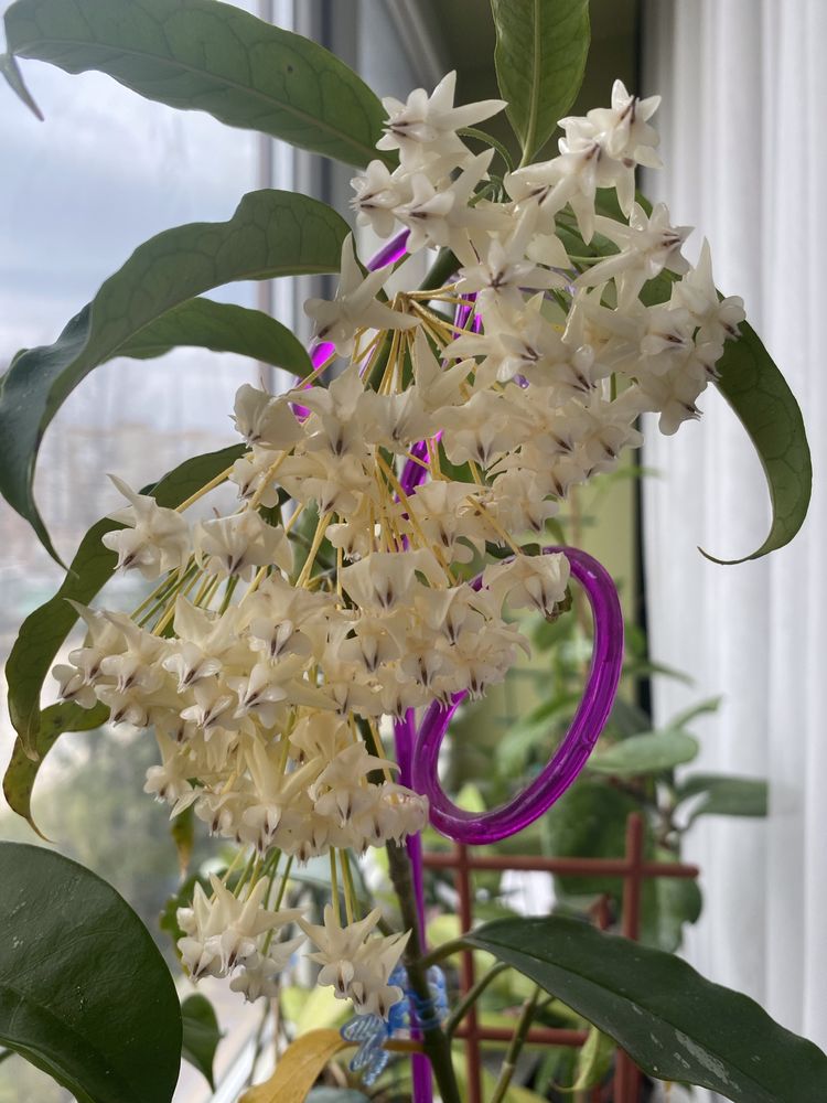 Hoya LOCKII ( Локкі)