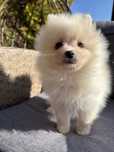 Szpic miniaturowy pomeranian piesek